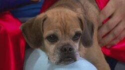 Super Doggy Adoption Super Doggy Adoption
