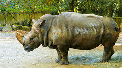 Riddle of the Ancient Rhino Riddle of the Ancient Rhino