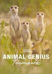 Animal Genius Animal Genius