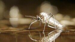 The Optimistic Mosquito The Optimistic Mosquito