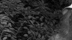 Bigfoot of Blair County: Lightning Man Bigfoot of Blair County: Lightning Man