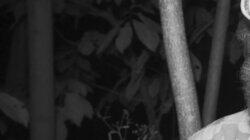 Bigfoot of Wood County: The Phantom of the Forest Bigfoot of Wood County: The Phantom of the Forest