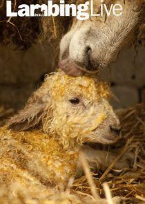 Lambing Live Lambing Live