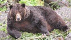 Bears on a Plane Bears on a Plane