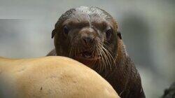A Baby Sea Lion's Story A Baby Sea Lion's Story
