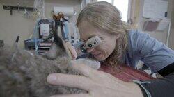 Lynx Be A Lady Lynx Be A Lady