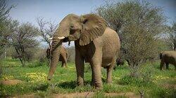 A Baby Elephant's Story A Baby Elephant's Story