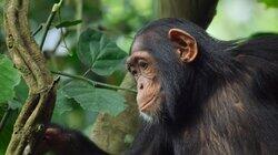 A Baby Chimp's Story A Baby Chimp's Story