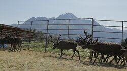 Reindeer Rodeo Reindeer Rodeo