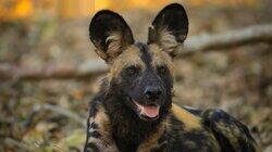 A Baby Wild Dog's Story A Baby Wild Dog's Story