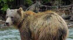 A Baby Grizzly's Story A Baby Grizzly's Story