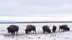 Bison Business Bison Business