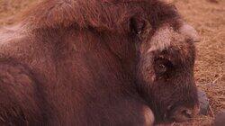 One Clever Bison One Clever Bison