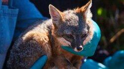 The Lost Fox of the Channel Island The Lost Fox of the Channel Island