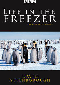 Life in the Freezer Life in the Freezer