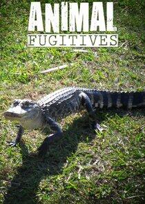 Animal Fugitives - Season 1 Animal Fugitives - Season 1