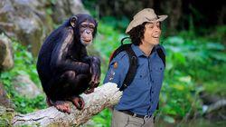 Chimpanzees Chimpanzees