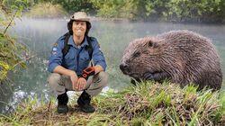 Beavers Beavers