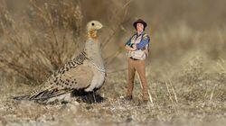Andy and the Sand Grouse Andy and the Sand Grouse