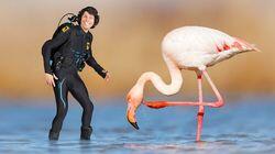 Andy and the Flamingos Andy and the Flamingos