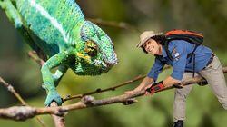 Chameleons Chameleons