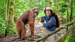 Orangutans Orangutans