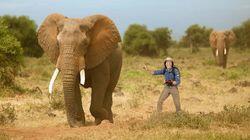 Elephants Elephants