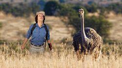 Ostriches Ostriches