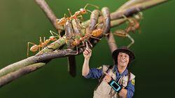 Andy and the Weaver Ants Andy and the Weaver Ants