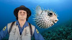 Andy and the Pufferfish Andy and the Pufferfish