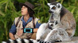 Andy and the Ring-Tailed Lemurs Andy and the Ring-Tailed Lemurs