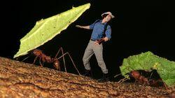 Grasscutter Ants Grasscutter Ants