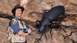 Andy and the Darkling Beetle Andy and the Darkling Beetle