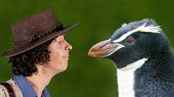 Andy and the Snare's Penguins Andy and the Snare's Penguins