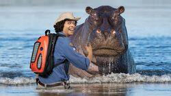 Hippos Hippos
