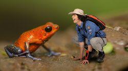 Strawberry Dart Frogs Strawberry Dart Frogs