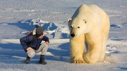 Polar Bears Polar Bears