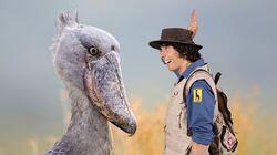 Andy and the Shoebill Chick Andy and the Shoebill Chick