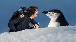 Andy and the Chinstrap Penguins Andy and the Chinstrap Penguins