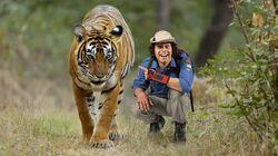 Tigers Tigers