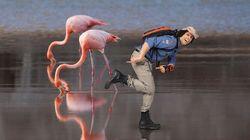 Flamingos Flamingos