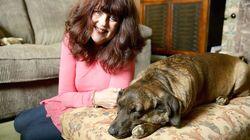 Army Dogs, Pit Bulls and a Parrot Seized