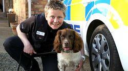 Police Dog and Suspected Illegal Boxer Breeding Police Dog and Suspected Illegal Boxer Breeding