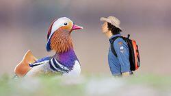 Mandarin Ducks Mandarin Ducks
