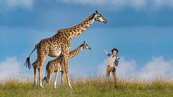 Andy and the Giraffe Andy and the Giraffe