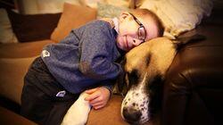 Three-legged Rescue Dog and Fly-grazing Horse Rescue Three-legged Rescue Dog and Fly-grazing Horse Rescue