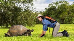 Giant Tortoises Giant Tortoises