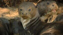 The Giant Otter The Giant Otter