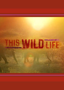 This Wild Life This Wild Life