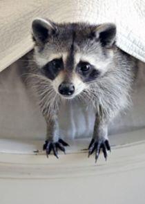 Ingenious Animals Ingenious Animals
